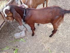 qurbani ke lye bakri aur sheep available hay