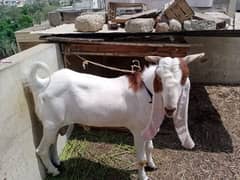 2 dant bakra gulabi