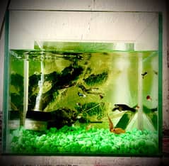 Mini Aquarium
