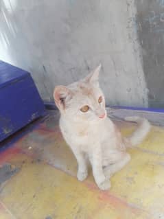 Handtame female available