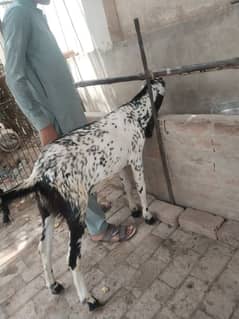 bakry for sale qurbani 2025