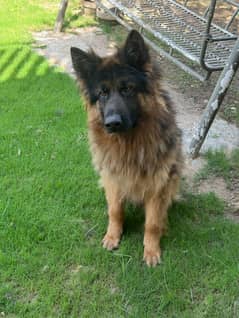 German shepherd