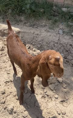 Bakri