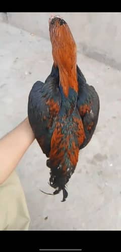 Aseel Murga