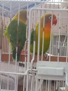 Australian Parrot redeys commen lutino red eyes+greenfisher+cages