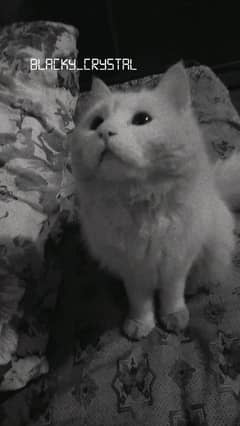 Persian