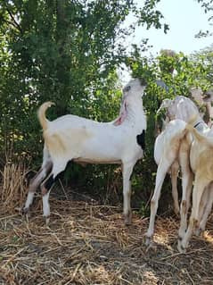 Qurbani ka bakra bakria WhatsApp03079535892