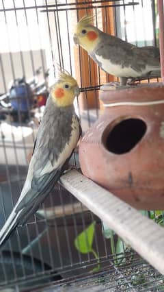 Cockatiel Pair (GREY COLOUR)