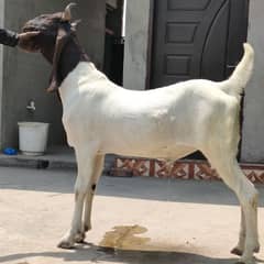 sindhi bakra