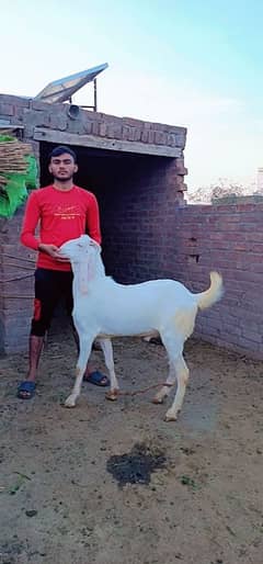 Qurbani