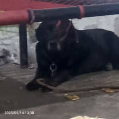 pregnant female dog for sale
