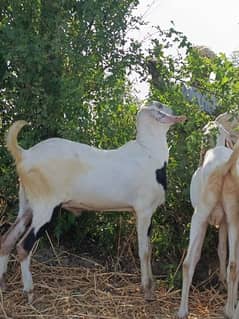 Qurbani