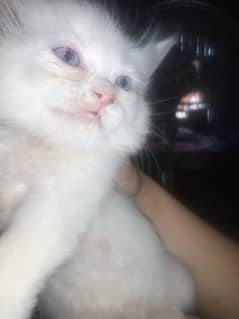 pure persian