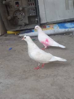 white breeder pair