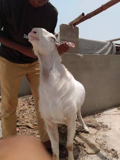 GULABI TEDDA BREEDER