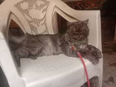 Persian cat