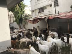 48 bakray left pure 2 dant khassi .