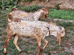 bakray for sell korbani kaleya . 03017765930