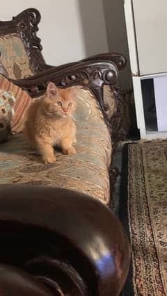 persion cat