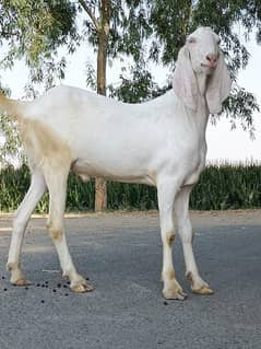 Qurbani ka bakra bakria WhatsApp03079535892