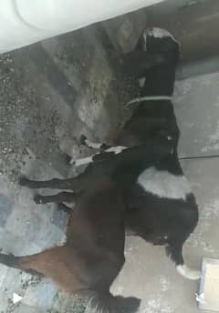 Bakri