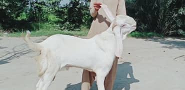 desi Bakra for urgent sale WhatsApp 0370,48,15,728