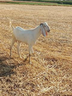 Qurbani ka bakra bakria WhatsApp03079535892