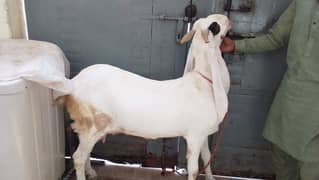 gulabi bakri khali hai qurbani k liye