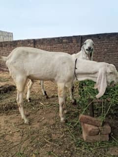 03232438026 qurbani k bakray for sale