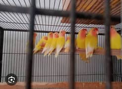 6 love birds for sale