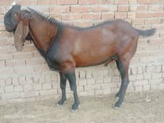 qurbani Kay  aandal bakray for sale