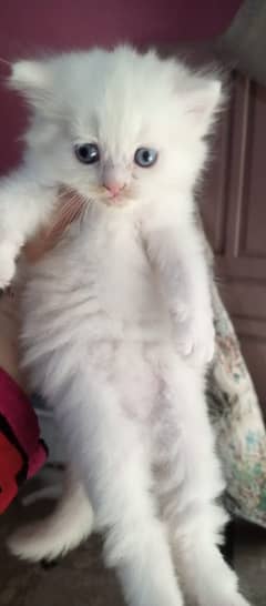 top quality kitten| Punch face |blue eyes |persian kitten|tripple coat