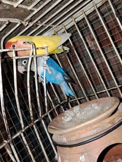 lovebird breeder pair