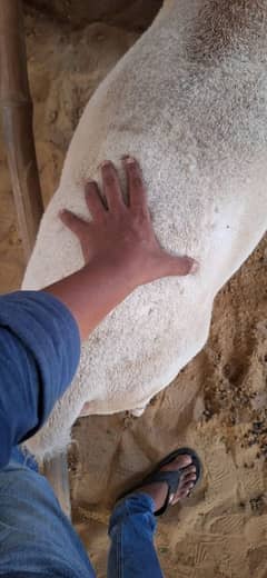 dumbo ke jori for sale
