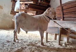 dumbo ke jori for sale