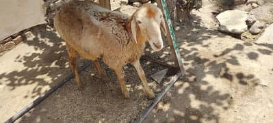 sheep