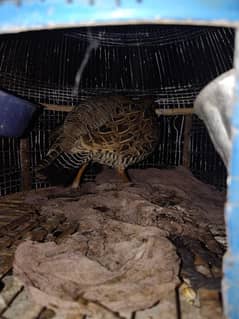 Brown Adult female teetar