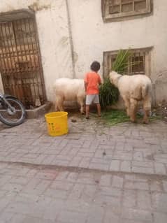 sheep