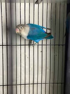 blue fisher breeder lovebird parrot