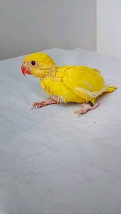 Raw and yellow Ringneck Chicks