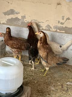 Ayyam cemani / aseel / desi murgi