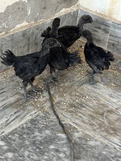 Ayyam cemani / aseel