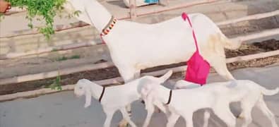 3 Bacchon Ka Sath Rajanpuri Bakri For Sale CALL _03221442364