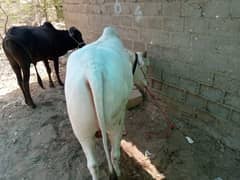 Nukra nasal