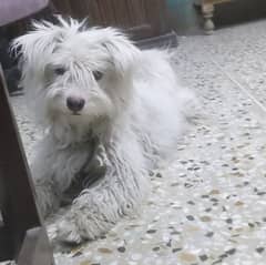 Shih