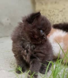 Persian kitten