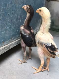 quality aseel chick's available