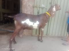 nagri