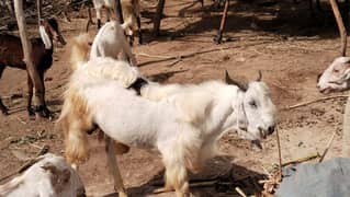 Goat Sale