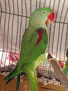 pahari